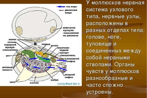 Кракен онион тор